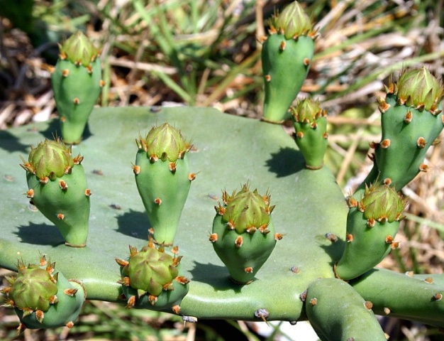 Florida Cactus