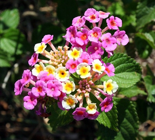 Lantana