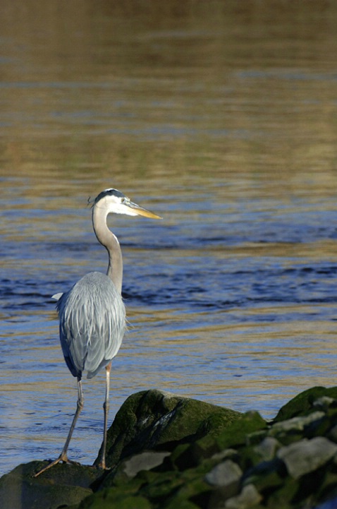 Great Blue Heron