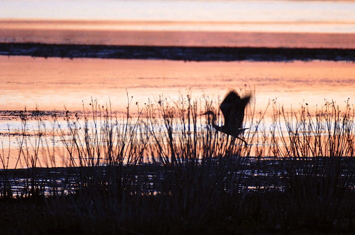 Heron Flight