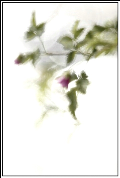 dance of the salmonberry 2