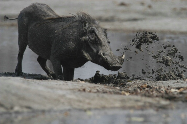 Warthog at Waterhole