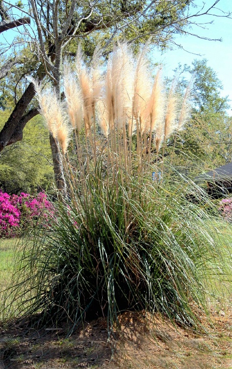 Sea Oats