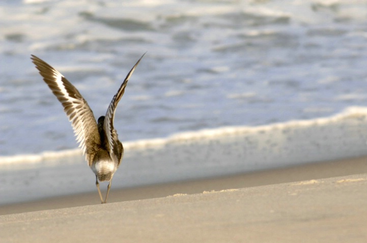 Willet 