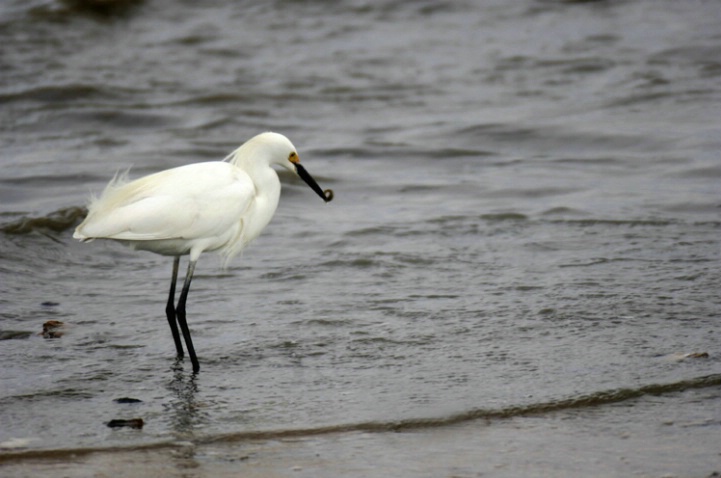 Snowy Egret 