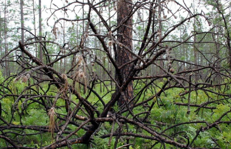 Fallen Tree