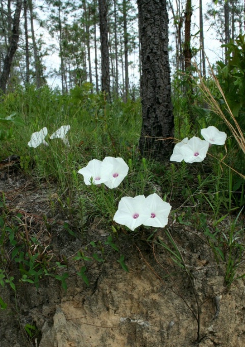 Wild Morning Glories?