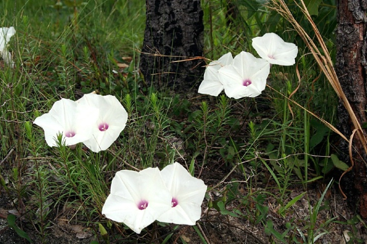 Seven Flowers (and a half)