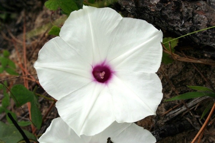 White Glory