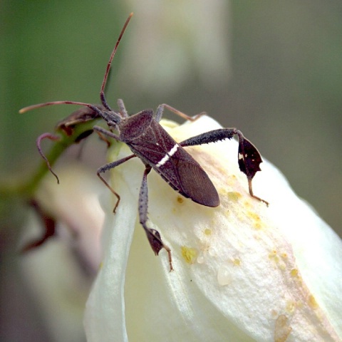 Ugly Bug