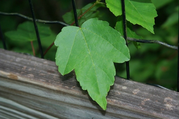 Maple Leaf