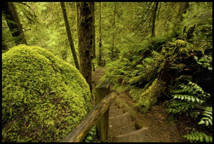 trail to marymere falls