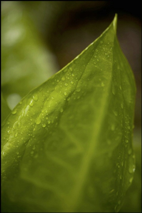 dew leaf 2