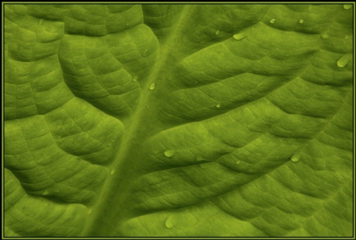 leaf detail 1