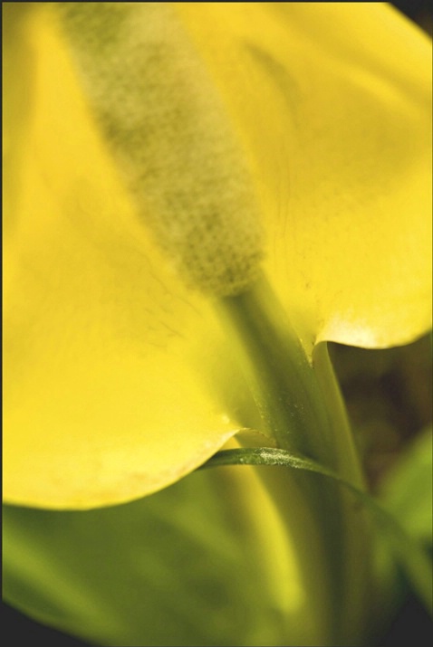 shkunk flower detail