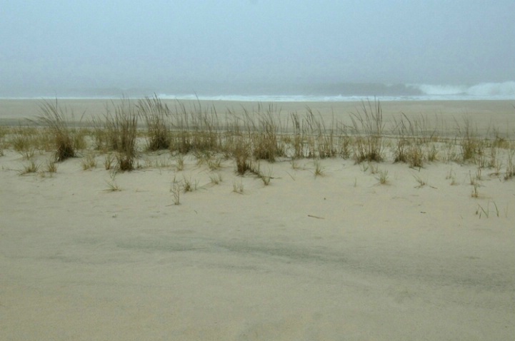 Sea Grass and Surf