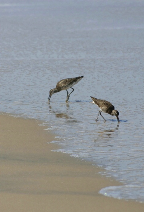 Willets Wading