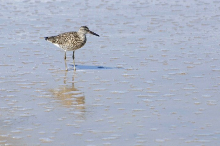 Willet and Surf