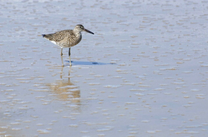 Willet and Surf