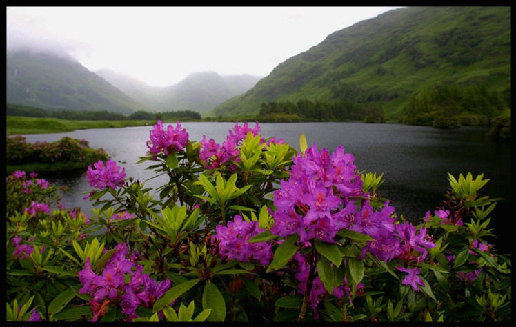 Glen Etive Rhodo