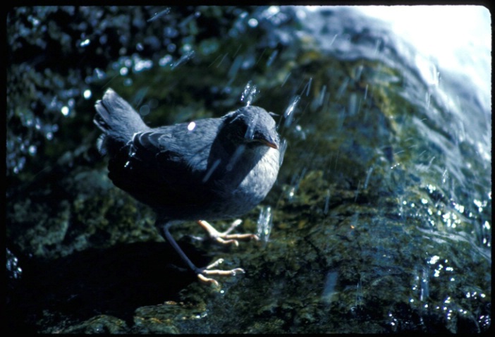 American Dipper