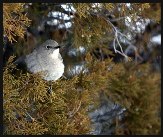 Clarks nuthatch