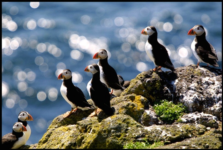 puffin meeting