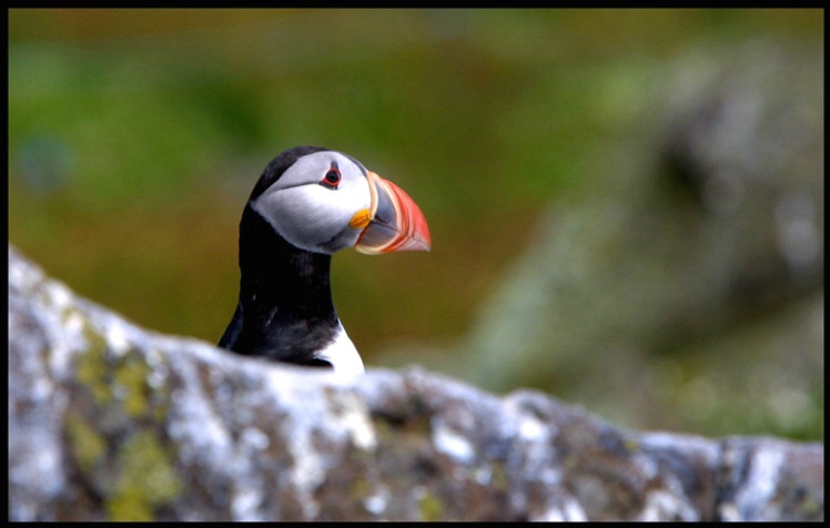 Puffin rock