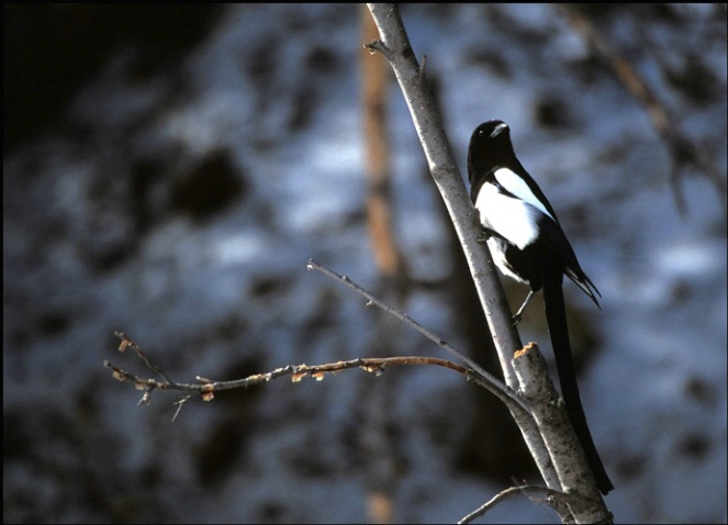 Magpie