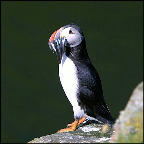 Puffin lunch