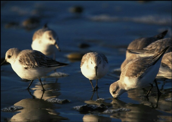 Sanderling feast