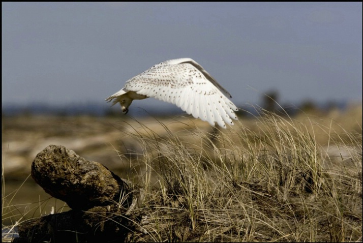 snowy owl take off 2