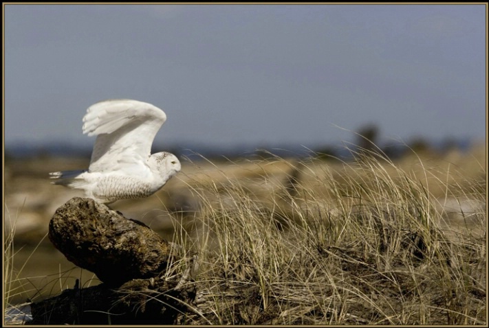 snowy owl take off 1