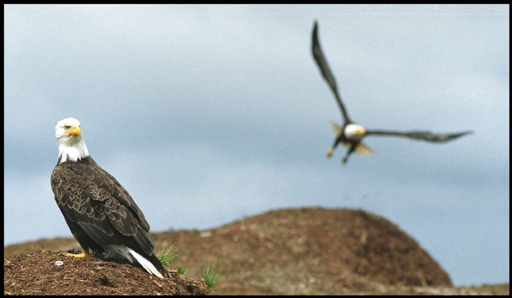 twin eagles