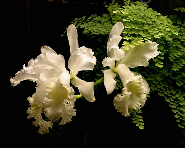White Orchid - Longwood Gardens Kennett Square, PA