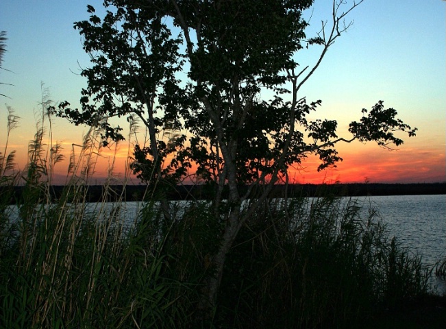 Tree on the Bay