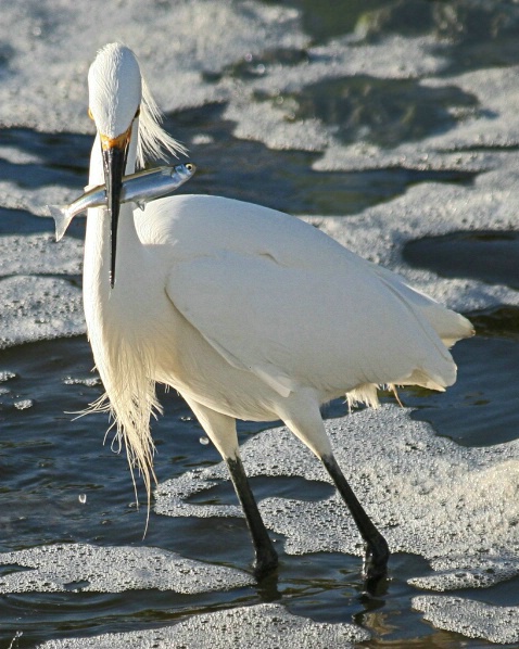 Snowy Egret Makes a Nice Catch!