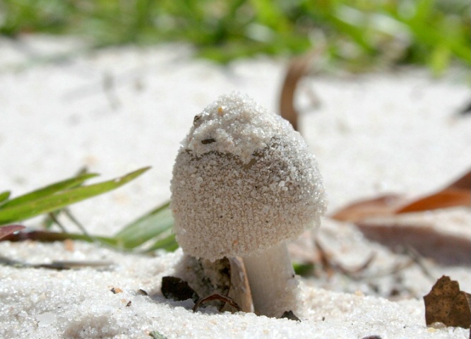 Sandy Mushroom
