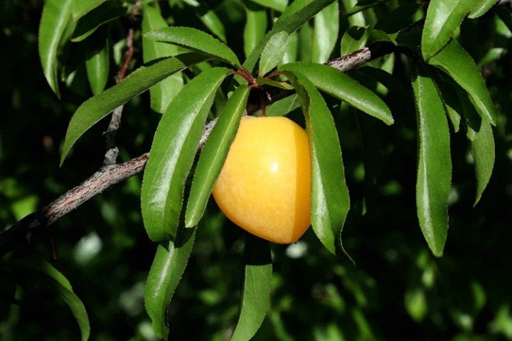 Little Pear Thing