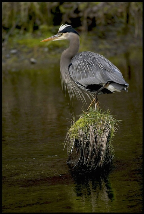 heron stump