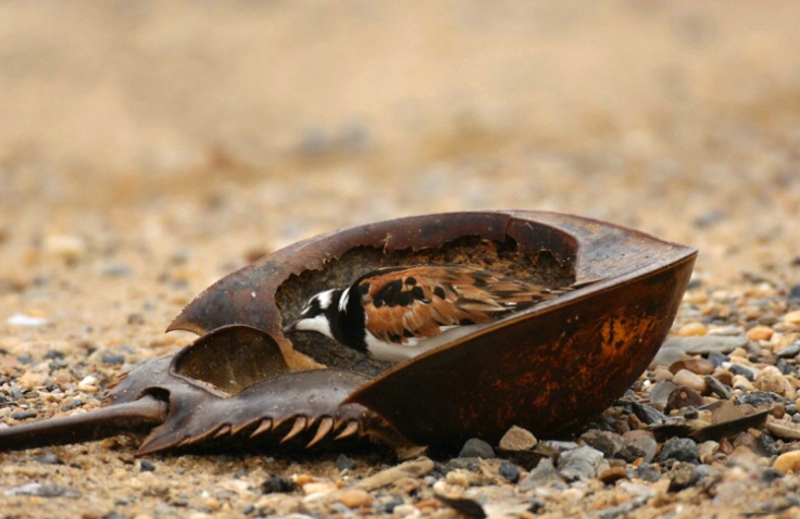 Rudy Turnstone In Horseshoe Crab