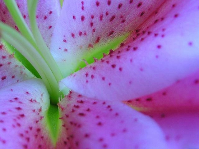 Abstract 2 - lilly closeup