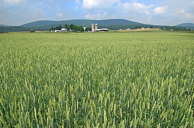 Wheat Field