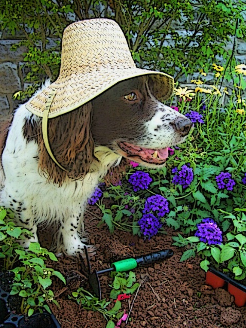 I "Dig" Gardening!!