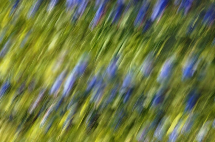 Blue Meadow