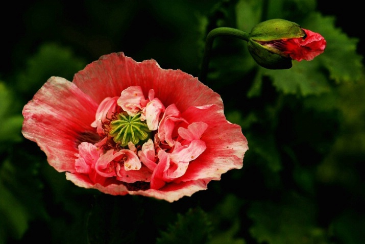 Flower and Friend