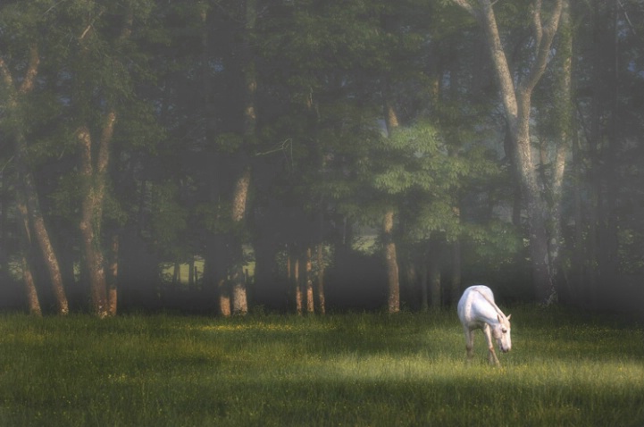 Serenity