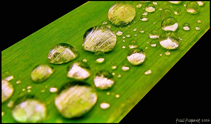 Water on a leaf