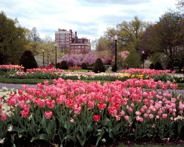 Tulips,Boston Garden