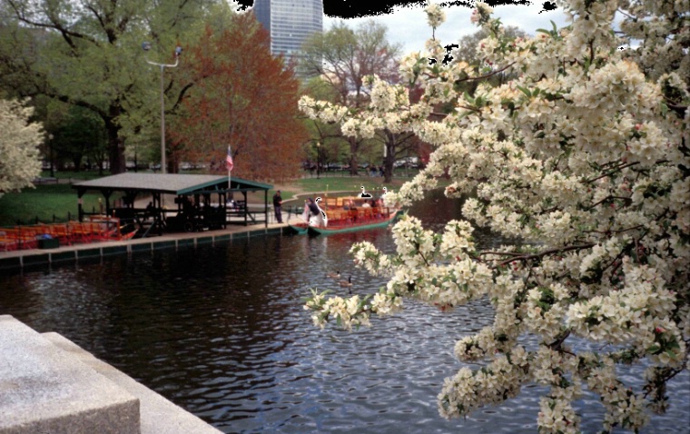 Swan Boats Early Spring Blossom ,Boston